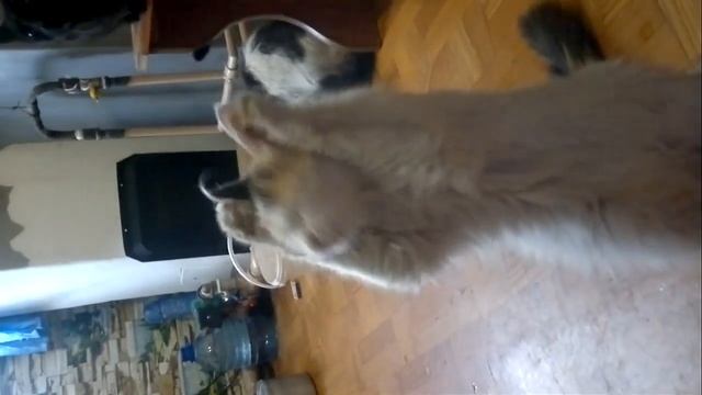 Маркиза просит сырую картошку