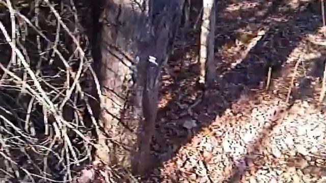 The best way on how to tap a maple tree all steps.