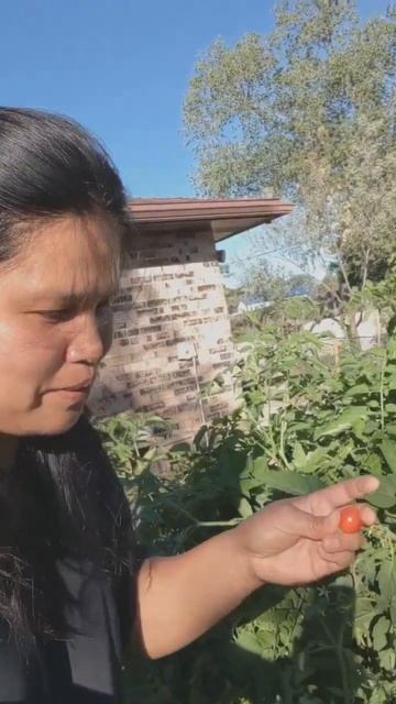 Tasting our Organic home grown cherry tomatoes !😋
