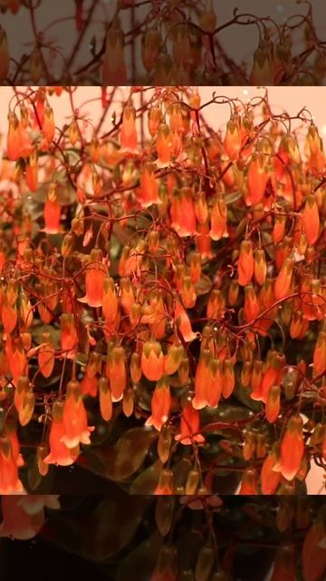Beautiful Flowers of Kalanchoe