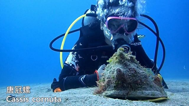 ║墾丁潛水║藍色星球裡的移動城堡－唐冠螺(Cassis cornuta)