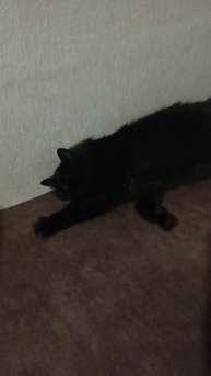 Большой котик