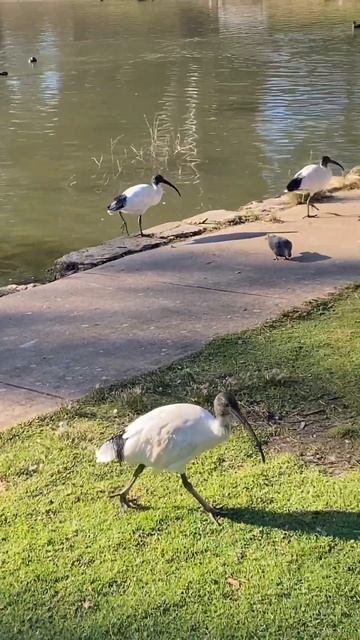 Australian White Ibis #australia  #asmr  #playground  #birds