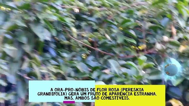 PERESKIA
