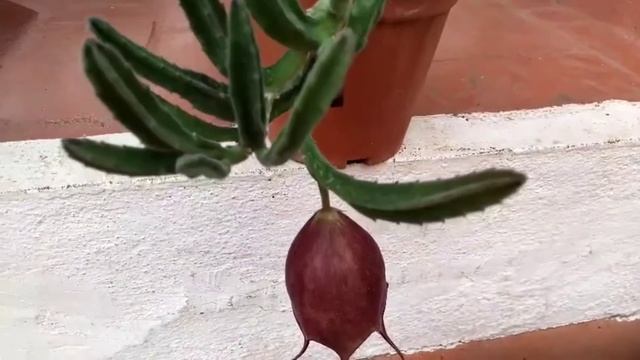 #Shemasundar #Stapelialeendertziae | Black bells#succulentnurserycoimbatore| #raresucculent #Cactus