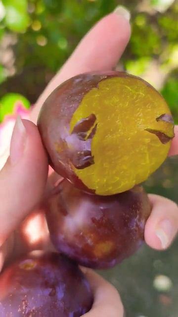 #plum #сливы #фрукты 💞
