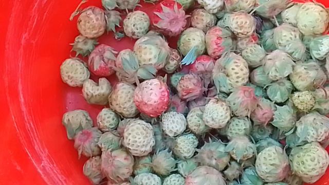 Земляника Кубанская , которая на полях растет