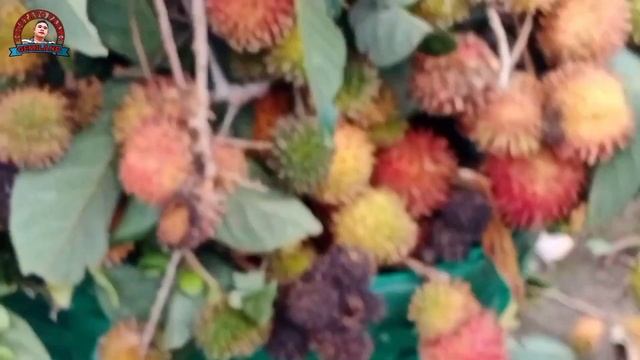 Panen Rambutan Kelengkeng atau Rapiah Melimpah
