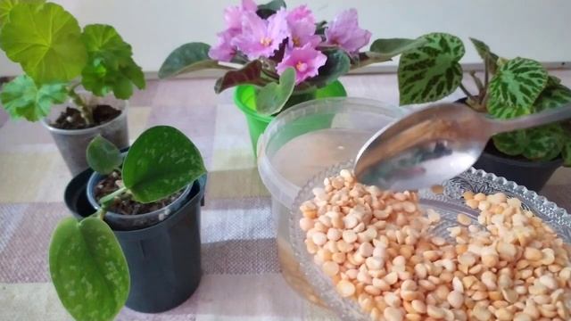 СРОЧНО сделайте ТАК, нарастут ЛИСТЬЯ, БУТОНЫ и будет ЦВЕТЕНИЕ