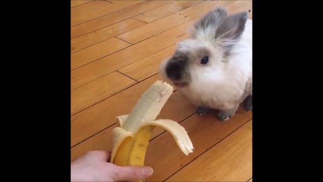 Смешные и забавные животные. Позитивная подборка.