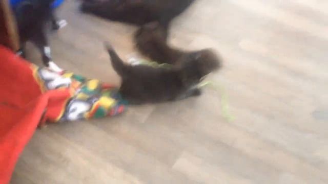 Кому котят