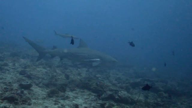 Massive Bull Shark in Maldives