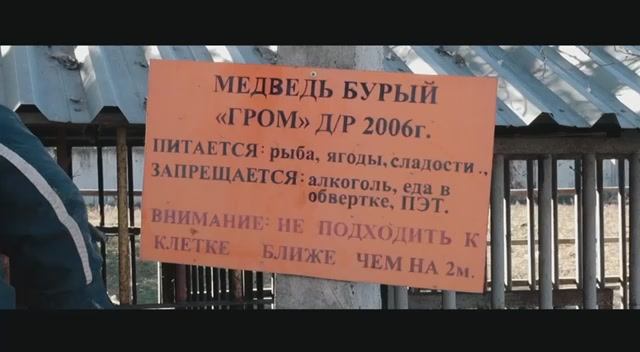 Спасение медведя Грома: эвакуация из зоны боевых действий #МЫВМЕСТЕ