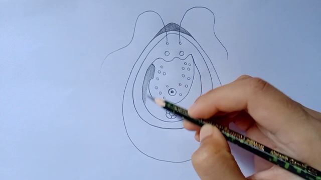 chlamydomonas diagram | chlamydomonas diagram drawing | how to draw a chlamydomonas diagram