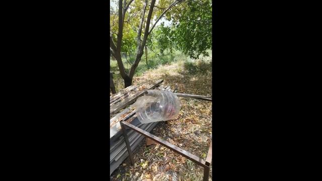 #Витязево. Собираем инжир!