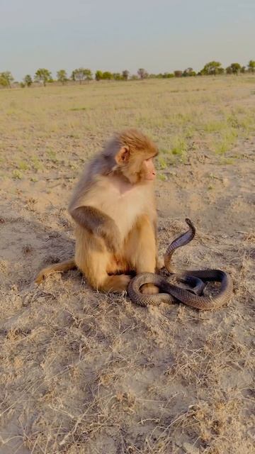 Monkey with cobra naag #shortsfeed #kingcobra