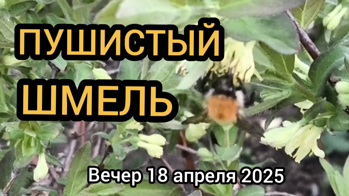 Вечер 18.04.2025