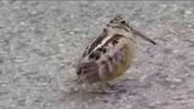 American Wood Peeker Dancing Tick Tock