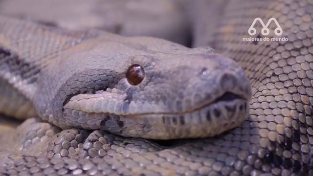COBRA ATACA ANTILOPE E LEVA A PIOR