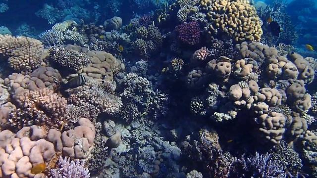 рифовые холмы в Шаркс Бэй