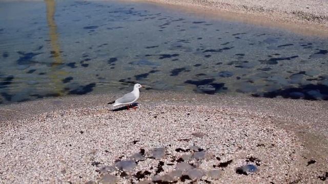 Чайка идёт в морском прибое и улетает.