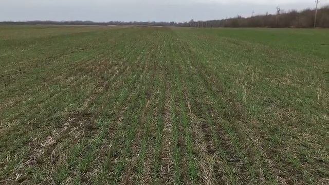 Посевы озимой пшеницы по No-till
