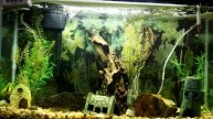 Fish Tank Music Favorites-King