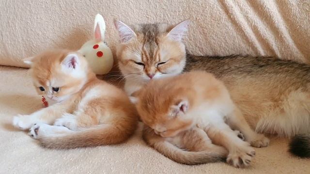 Месячные котята золотой британской шиншиллы