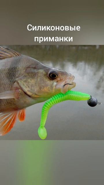 На что клюёт Окунь🎣🐟💧#рыбалка #fishing #рыба #снастидлярыбалки #окунь
