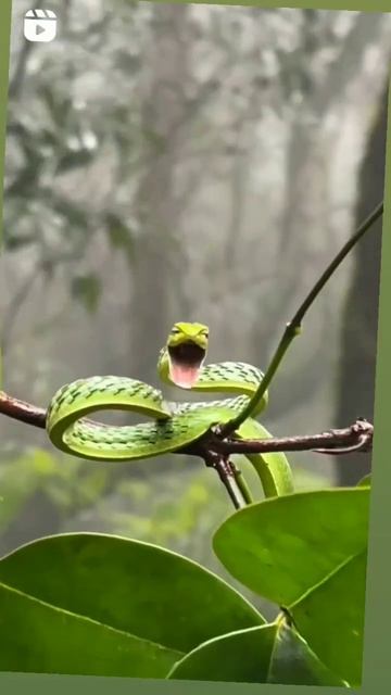 #viralshorts#india#animals#youtubeshorts#lovers#monkey#birds#birdslover#birdsounds#snake#snakevideo