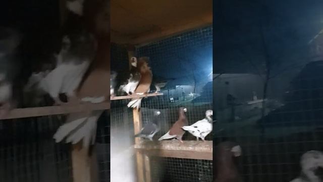 Немецкий  голуби