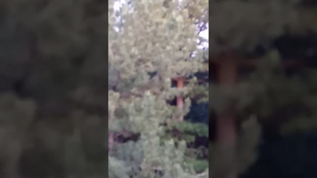 Кедр в Западной Сибири