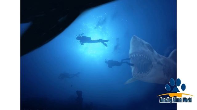 MEGALODON Shark still exists? Unbelievable! Shark Week