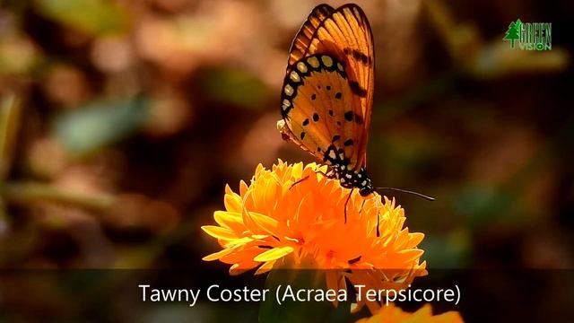 Butterfly Observation Series #15 | Tawny Coster (Acraea Terpsicore)