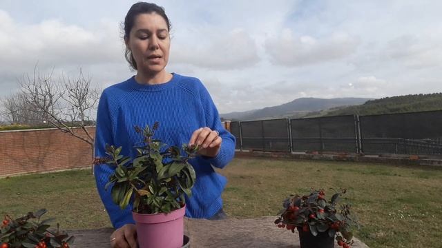 Hebe.cuidiados