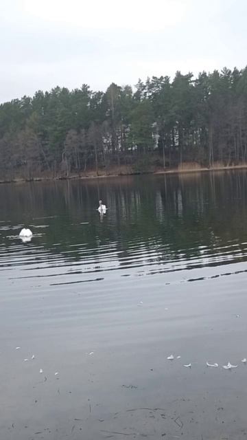 Лебеди