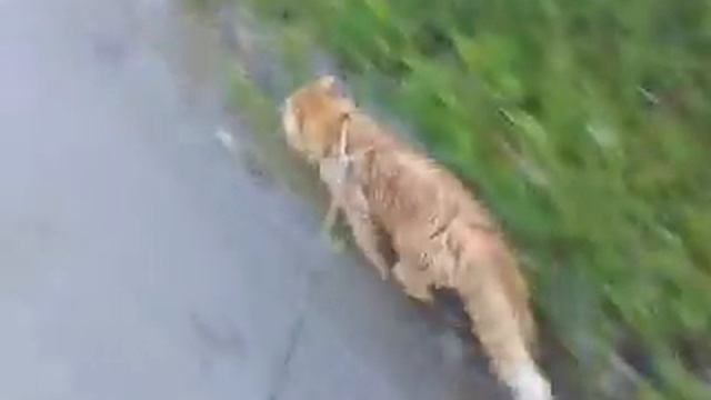 Прогулка под дождём.Walking in the rain.