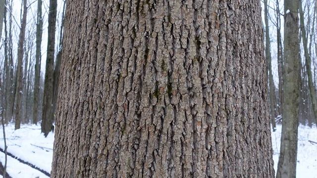 HOW TO IDENTIFY TREES IN WINTER (Part 2) // Tree identification using their bark and other clues