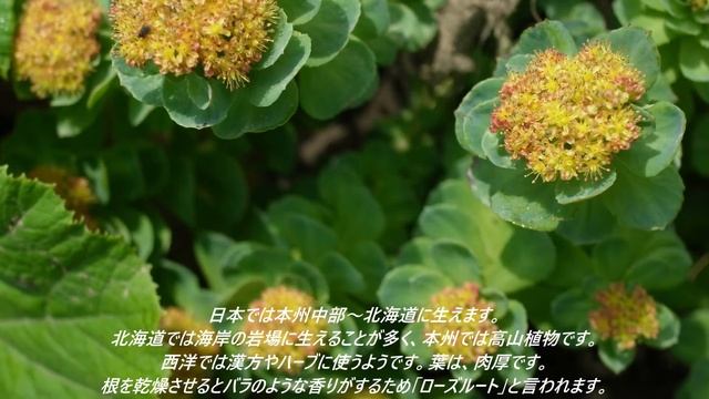 🌊🟡 Rhodiola rosea / 岩弁慶（イワベンケイ）
