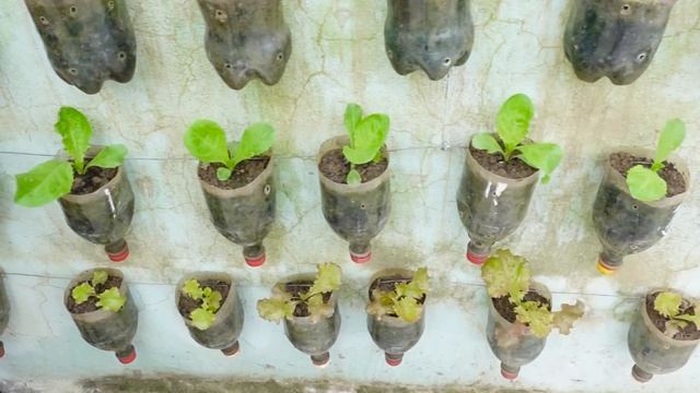 Amazing vertical garden, growing vegetables on the wall to provide for the family