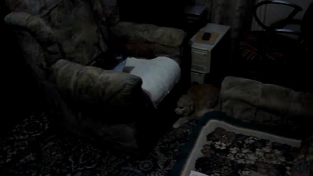 агрессивный кот