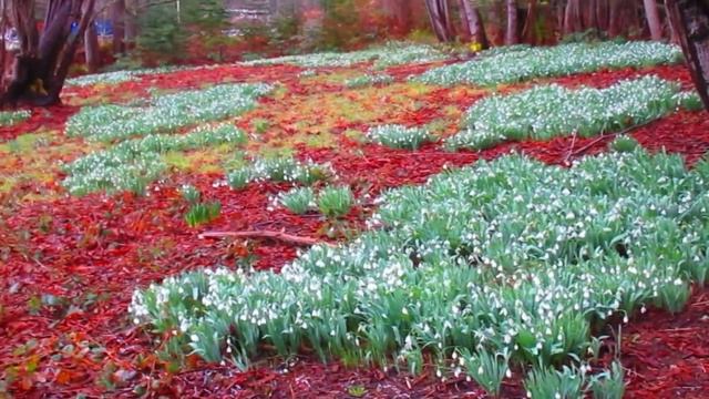 Winter Flowers on Salt Spring Island
