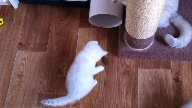 котята и механический таракан