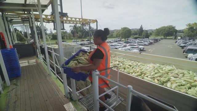 Growing and Freezing Corn in NZ