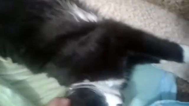 Спящий кот