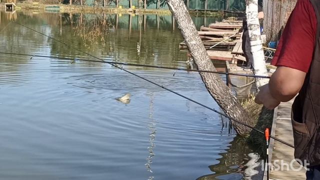 Клюёт форель