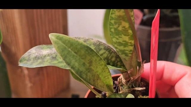 Цветение Орхидей в Июле 2024.  Blühende Orchidee im Juli 2024