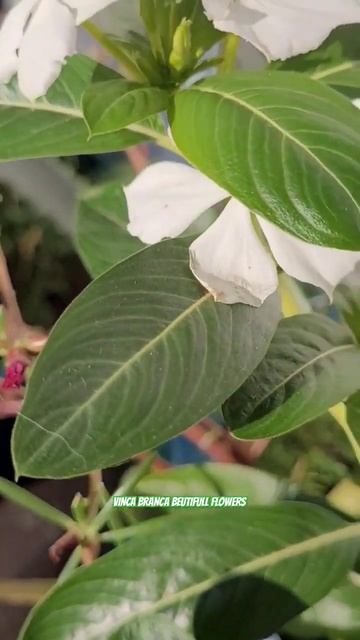 Conhecida popularmente como vinca ou vinca-de-madagáscar#nature flowers #garden. @andersonmalu.