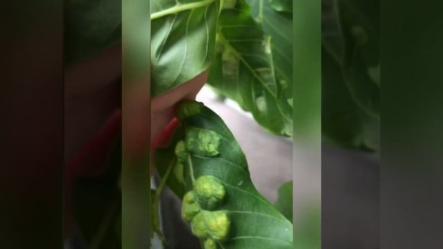 Шкідники Горіховий повстяний кліщ)