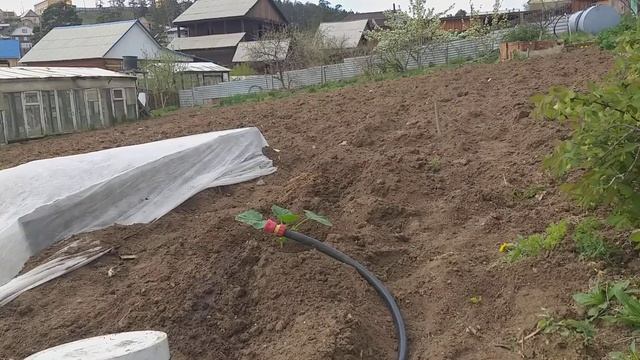 высаживаю кабачки и тыквы рассадой в грунт